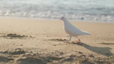 Güneş doğarken kumlu bir sahil boyunca koşan beyaz bir güvercin. Yavaş çekim.