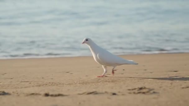 Una Paloma Blanca Amanecer Corriendo Largo Una Playa Arena Orilla — Vídeo de stock