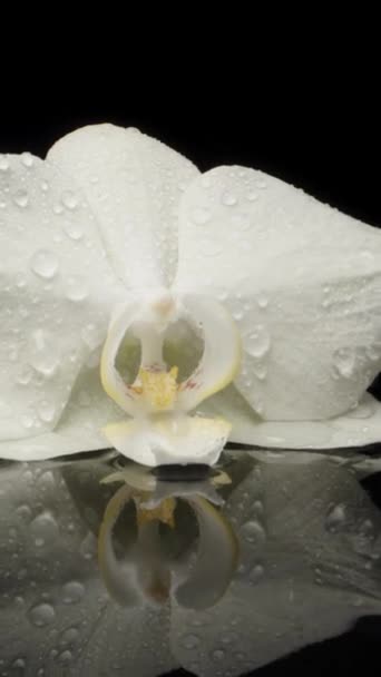 Bílý Květ Orchidaceae Trhaný Leží Vodě Černém Skle Dolly Slider — Stock video