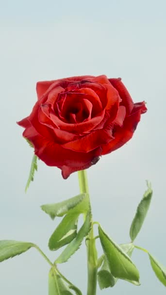 Egy Magányos Vörös Rózsa Kék Felhők Hátterében Függőleges Közösségi Média — Stock videók