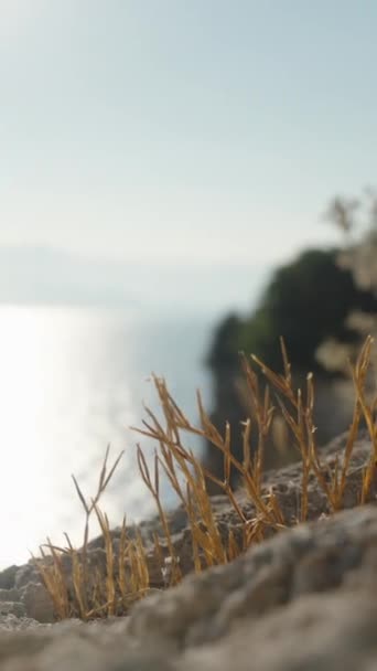 Сушеные Растения Краю Утёса Море Закат Горы Вертикаль Социальные Медиа — стоковое видео