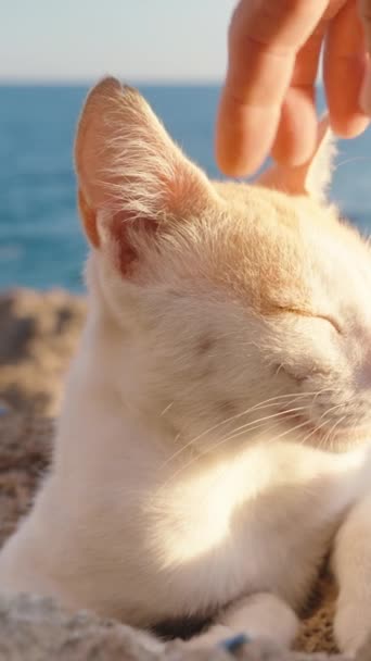 Gato Branco Jaz Uma Rocha Junto Mar Esguichando Sol Acariciei — Vídeo de Stock