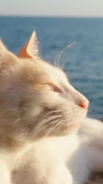 Gato Branco Encontra Borda Penhasco Mar Squinting Nos Raios Sol — Vídeo de Stock