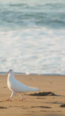 Bir Pamuk Prenses Vahşi Güvercin, Kum Dalgaları boyunca yürüyor. Dikey video Sosyal Ortamı.
