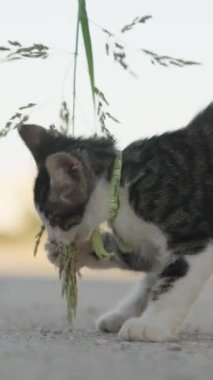 Gözleri olmayan bir kedi yavrusu çimenle oynar, yavaş çekimde. Dikey, Sosyal Ortam