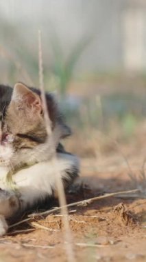 Çizgili ve kabarık tüylü bir kedi yavrusu, güneşte çimlerle oynuyor. Dikey, Sosyal Ortam