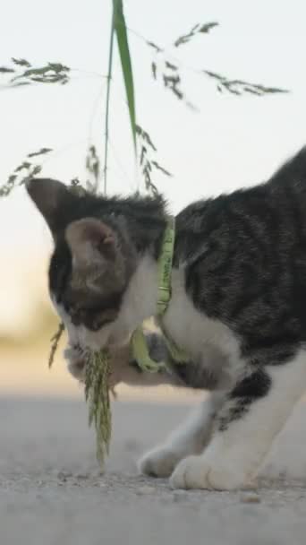 一只没有眼睛的小猫在玩草 特写动作缓慢 社交媒体 — 图库视频影像