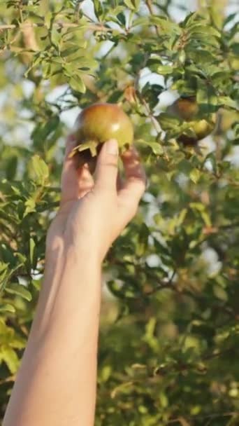 Tânără Atinge Fruct Verde Rodii Copac Vertical Social Media — Videoclip de stoc