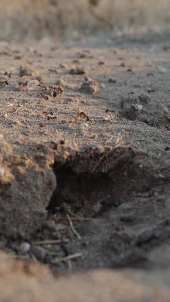 Las Hormigas Trabajan Atardecer Arrastrando Varios Objetos Madriguera Primer Plano — Vídeos de Stock