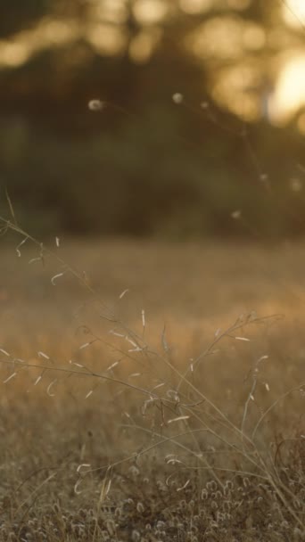 Trockene Sträucher Der Lagurus Pflanze Der Untergehenden Sonne Nahaufnahme Vertikal — Stockvideo