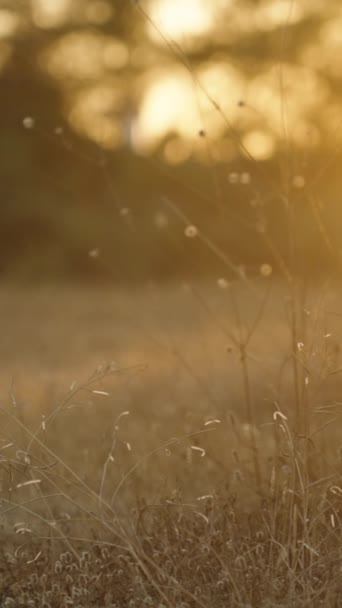 Batan Güneşin Altında Lagurus Bitkisinin Kuru Çalıları Yakın Çekim Dikey — Stok video