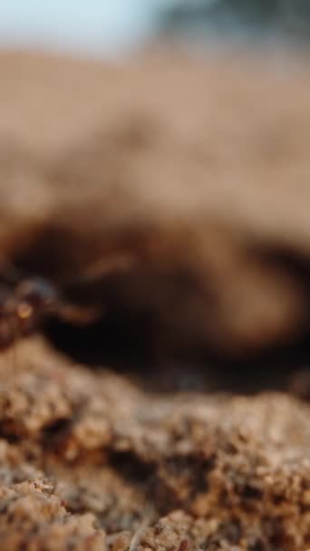 Kolonie Černých Mravenců Písku Západ Slunce Detailní Záběr Zaměření Přesune — Stock video