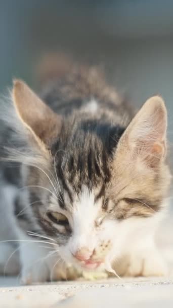 Gözü Olmayan Çizgili Tüylü Bir Kedi Yavrusu Asfaltta Bir Parça — Stok video