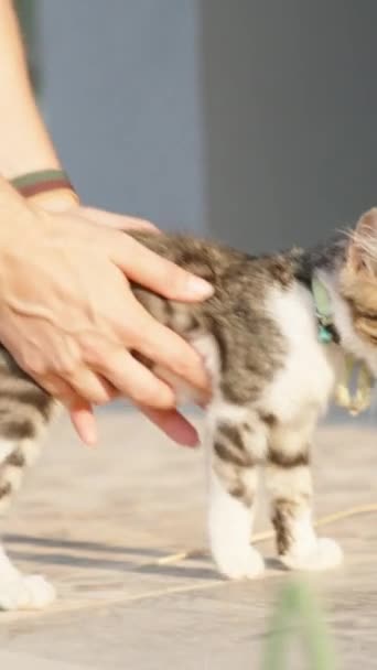 Genç Bir Kadın Kollarında Gözü Olmayan Bir Kedi Yavrusunu Alır — Stok video