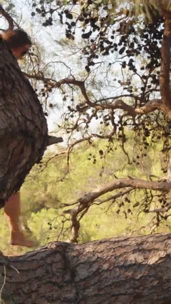 Etekli Genç Bir Kadın Ağaçta Çıplak Ayakla Yürüyor Bir Çam — Stok video