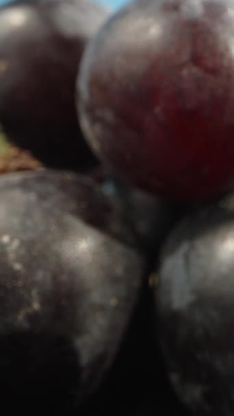 Czarne Winogrona Kroplami Wody Tle Błękitnego Nieba Dolly Suwak Ekstremalne — Wideo stockowe