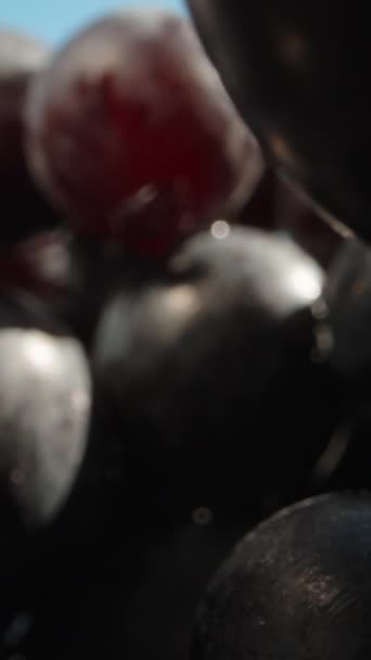 Zwarte Druiven Met Waterdruppels Blauwe Lucht Achtergrond Verticale Sociale Media — Stockvideo