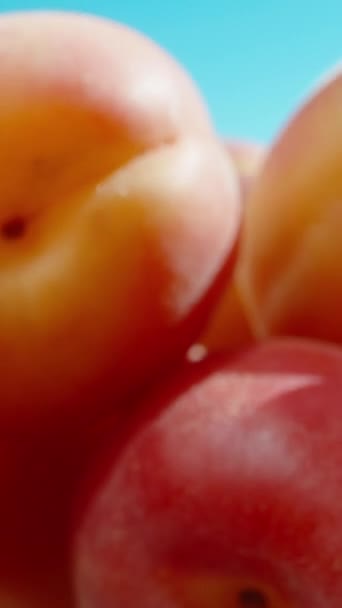 Mountain Apricots Blue Sky Camera Moves Apricots Vertical Social Media — Stock Video