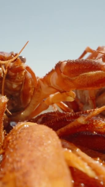 在蓝天的映衬下 煮熟的小龙虾躺在阳光下 摄像机在癌症的爪子和长长的胡须下飞驰 — 图库视频影像