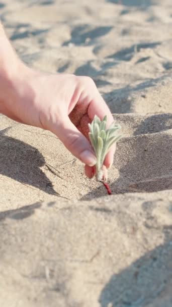 Een Jonge Vrouw Plant Een Plant Woestijn Close Verticale Sociale — Stockvideo