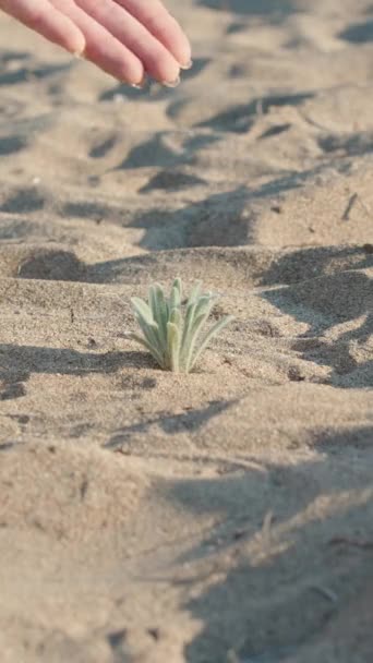 Egy Fiatal Öntözött Egy Kis Növényt Sivatagban Közelről Függőleges Közösségi — Stock videók