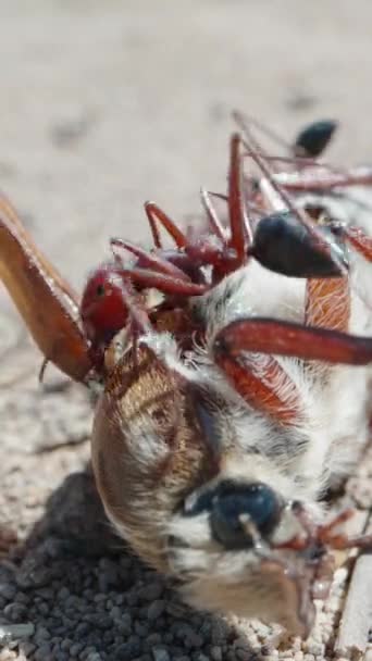 蚂蚁吃飞蛾 在沙漠里非常宏观的镜头 垂直的 社交媒体 — 图库视频影像
