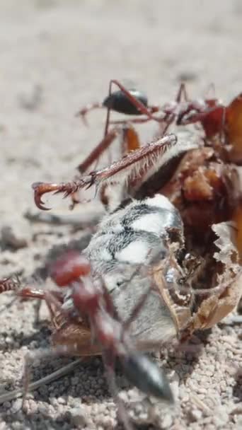 蚂蚁吃飞蛾 在沙漠里非常宏观的镜头 垂直的 社交媒体 — 图库视频影像