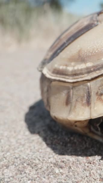 沙漠里的一只死乌龟极端宏观滑行拍摄垂直 社交媒体 — 图库视频影像