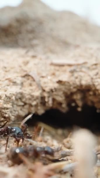 黑蚂蚁带着棍子到它们的洞口 超级宏观垂直 社交媒体 — 图库视频影像