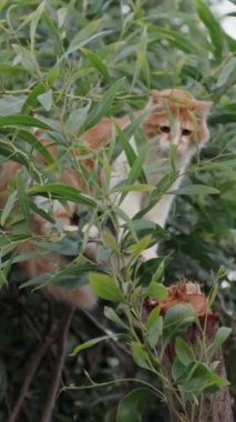 Beyaz ve kırmızı bir kedi ağaçta saklanıyor. Yaz, yeşil ağaçlar. Dikey. Sosyal Medya
