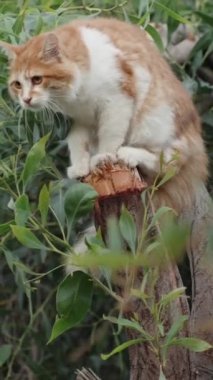 Ağaçta beyaz ve kırmızı bir kedi oturuyor. Yaz, yeşil ağaçlar. Dikey. Sosyal Medya