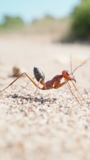 一只孤独的大蚂蚁在沙滩上 扭动着胡须 超大的 慢动作垂直方向 社交媒体 — 图库视频影像