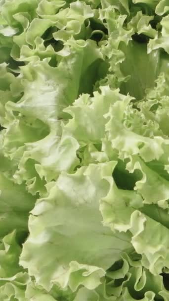 Salada Verde Grande Jogos Leves Dolly Deslizante Extremo Close Vertical — Vídeo de Stock