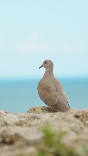 Pigeon Est Assis Sur Rocher Mer Loin Moteur Lent Vertical — Video
