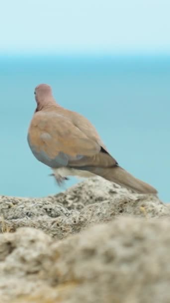 Güvercinler Kayaların Üzerinde Zıplar Sonra Uçup Giderler Uzaktaki Deniz Mavi — Stok video