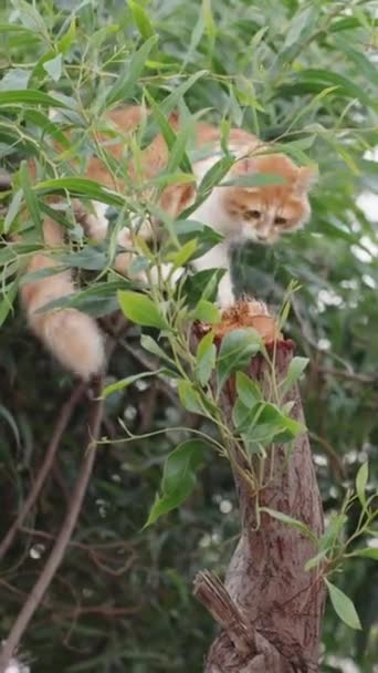 Vit Röd Katt Gömmer Sig Ett Träd Sommar Gröna Träd — Stockvideo