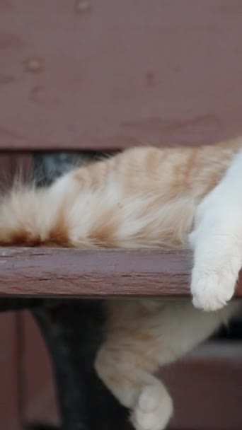 Μια Άσπρη Κόκκινη Γάτα Κοιμάται Αστεία Ένα Παγκάκι Δίπλα Στη — Αρχείο Βίντεο
