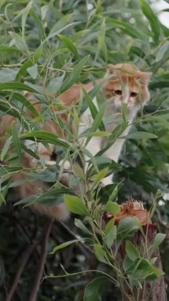 Gato Blanco Rojo Esconde Árbol Verano Árboles Verdes Vertical Medios — Vídeos de Stock