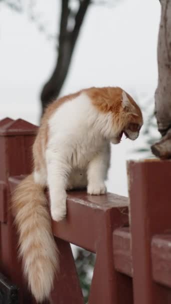 白と赤の猫がフェンスの上に座っています 彼は誰かに怒鳴り 逃げ出した 垂直に ソーシャルメディア — ストック動画