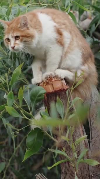 白と赤の猫が木に座っている 緑の木 垂直に ソーシャルメディア — ストック動画