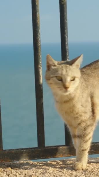 灰色の猫が金属製のフェンスに沿って歩いています 海は背景にある 垂直に ソーシャルメディア — ストック動画