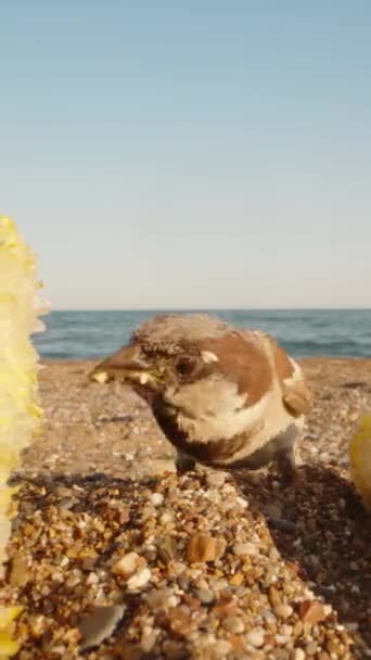 Två Majskolvar Sanden Nära Havet Sparrow Samlar Korn Och Flyger — Stockvideo