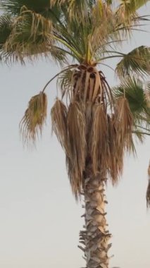 Denizde palmiye ağaçları ve bulutsuz gökyüzü, dağlar dikey video.