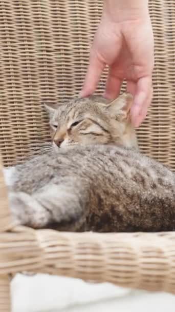 Tabby Gato Uma Cadeira Vime Atordoar Gato Perto Gato Adormecido — Vídeo de Stock