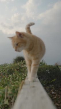 Kızıl saçlı bir kedi ahşap bir korkulukta kamerayla buluşmaya gider. Denizin arka planındaki parkta. Bulutlu. Dikey video Sosyal Ortamı