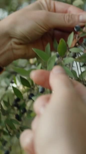 Eine Junge Frau Wald Pflückt Myrtus Communis Aus Nächster Nähe — Stockvideo