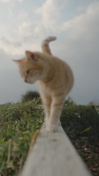 Μια Κοκκινομάλλα Γάτα Πηγαίνει Συναντήσει Την Κάμερα Ένα Ξύλινο Στηθαίο — Αρχείο Βίντεο