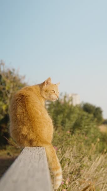 一只红头发的猫正坐在悬崖边的栏杆上 望着明亮的阳光 垂直视频社交媒体 — 图库视频影像