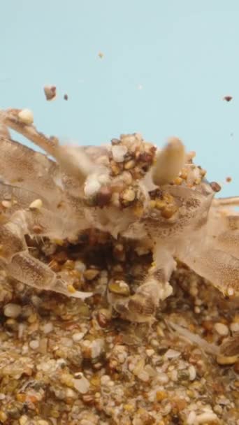 螃蟹上有很多沙子 他把眼睛从沙子上抹去 然后跑开了 垂直视频社交媒体 — 图库视频影像