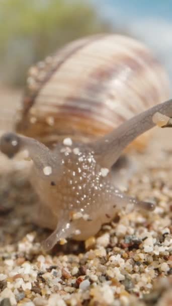 蜗牛爬过沙滩朝摄像机爬去 沙粒粘在上面 非常巨大 垂直视频社交媒体 — 图库视频影像